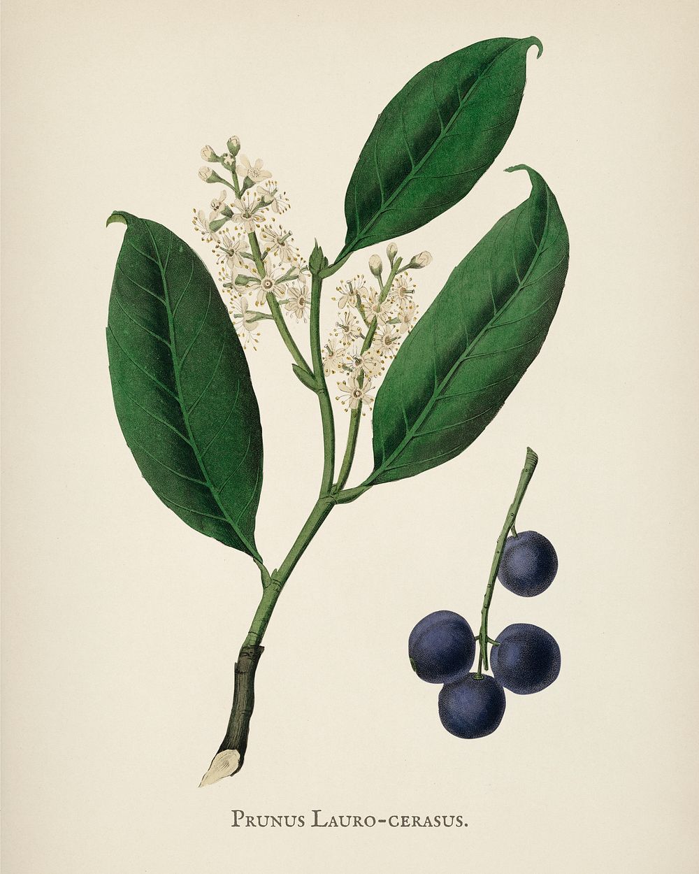 Cherry laurel (Prunus laurocerasus) illustration from Medical Botany (1836) by John Stephenson and James Morss Churchill.