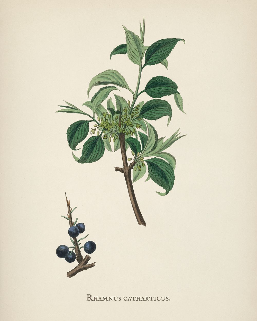 Buckthorn (Rhamnus catharticus) illustration from Medical Botany (1836) by John Stephenson and James Morss Churchill.