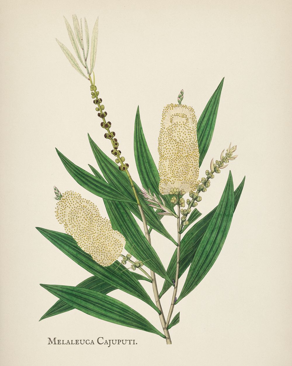 White samet (Melaleuca cajuputi) illustration from Medical Botany (1836) by John Stephenson and James Morss Churchill.