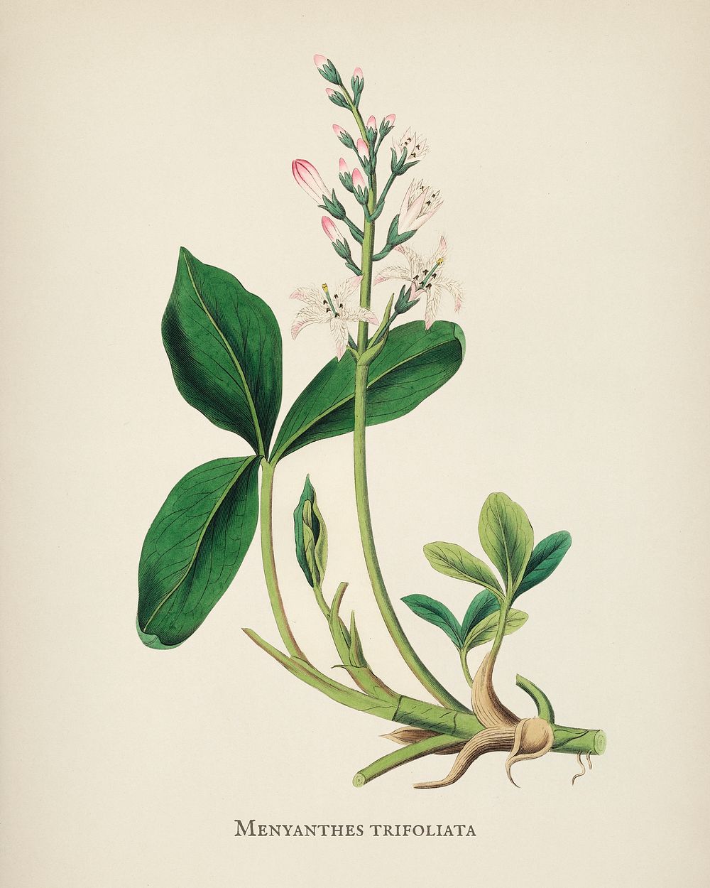 Bogbean (Menyanthes trifoliata) illustration from Medical Botany (1836) by John Stephenson and James Morss Churchill.