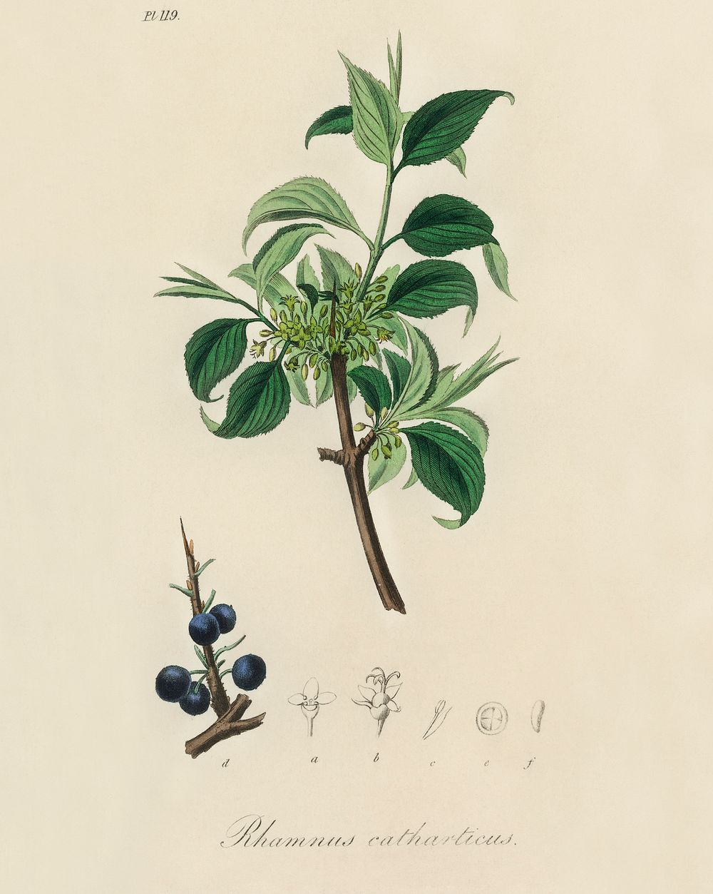 Buckthorn (Rhamnus catharticus) illustration. Digitally enhanced from our own book, Medical Botany (1836) by John Stephenson…