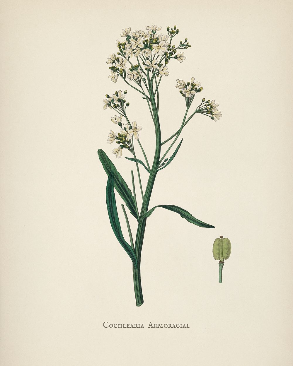 Horseradish (Cochlearia armoracia) illustration from Medical Botany (1836) by John Stephenson and James Morss Churchill.