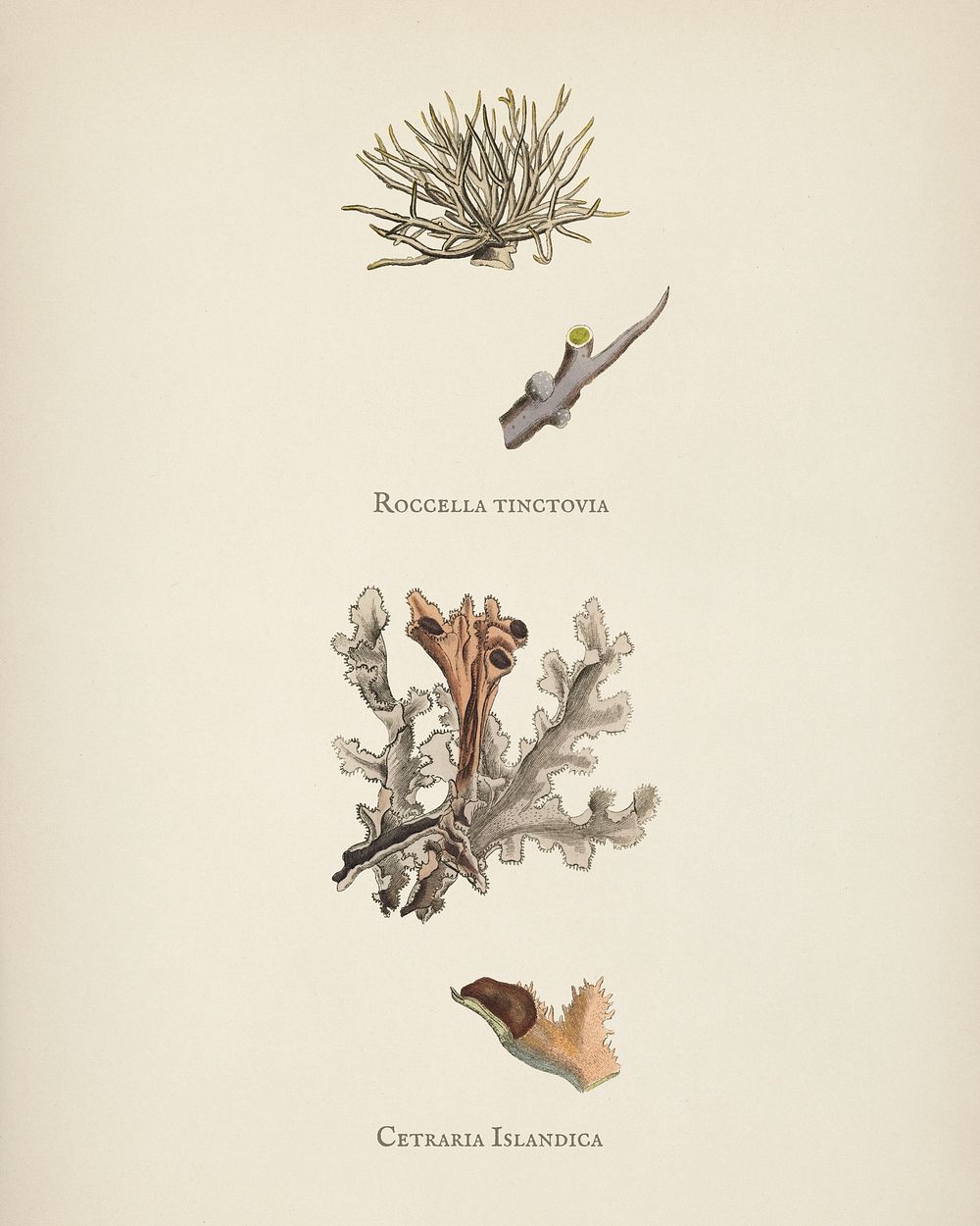 Iceland moss (Cetraria islandica) illustration from Medical Botany (1836) by John Stephenson and James Morss Churchill.