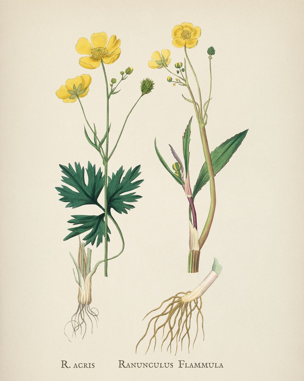Lesser spearwort (Ranunculus flammula) illustration from Medical Botany (1836) by John Stephenson and James Morss Churchill.