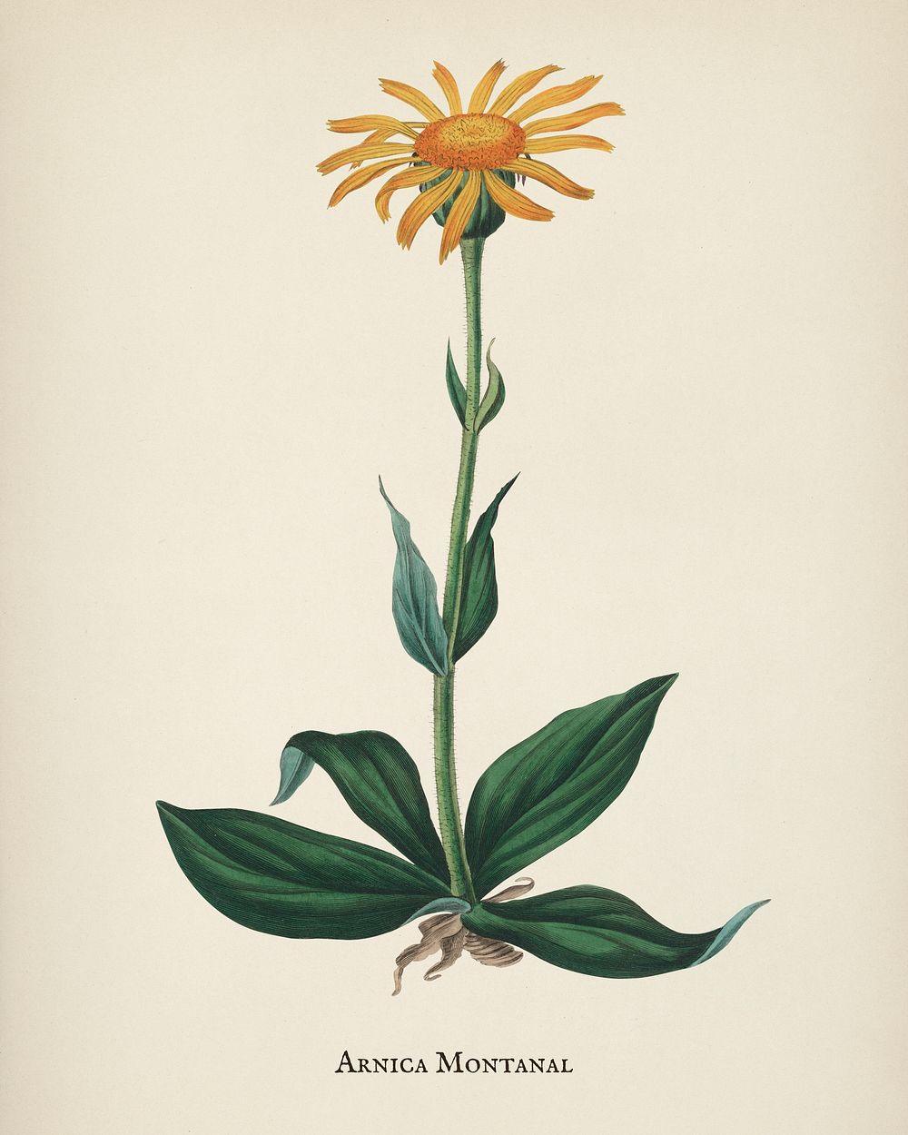 Mountain arnica (Arnica montana) illustration from Medical Botany (1836) by John Stephenson and James Morss Churchill.