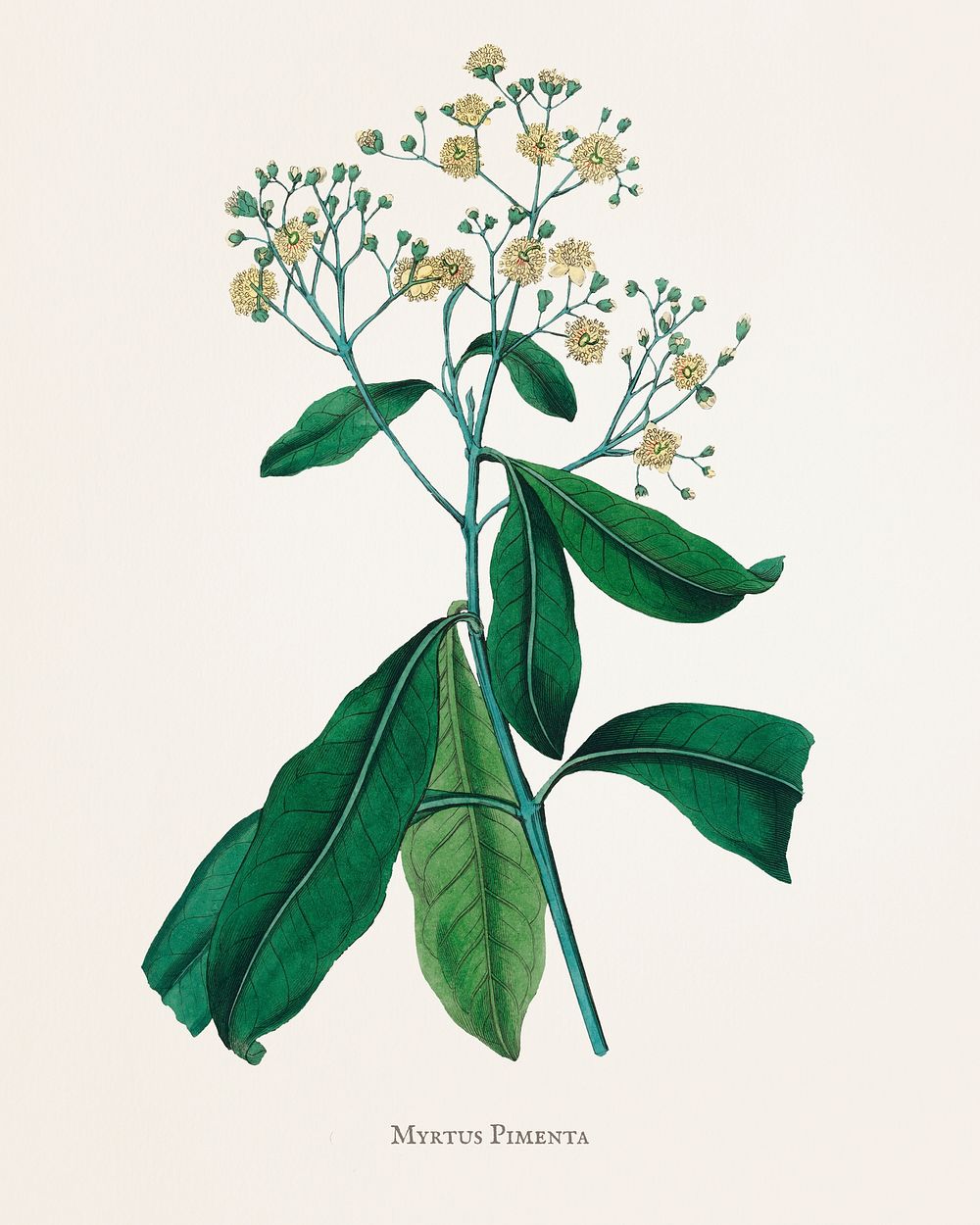 Allspice (Myrtus pimenta) illustration from Medical Botany (1836) by John Stephenson and James Morss Churchill.