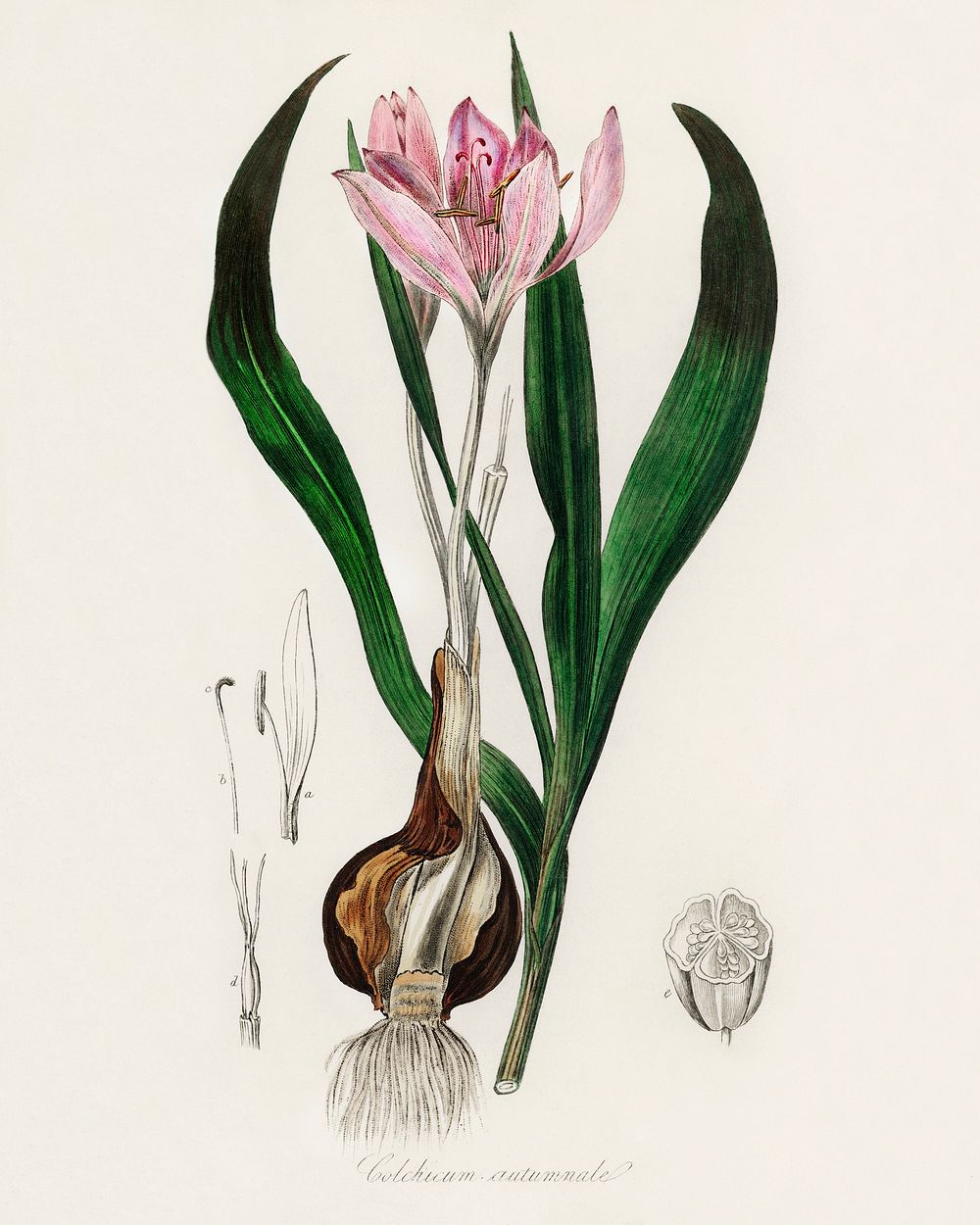 Autumn crocus (Colchicum autumnale) illustration. Digitally enhanced from our own book, Medical Botany (1836) by John…