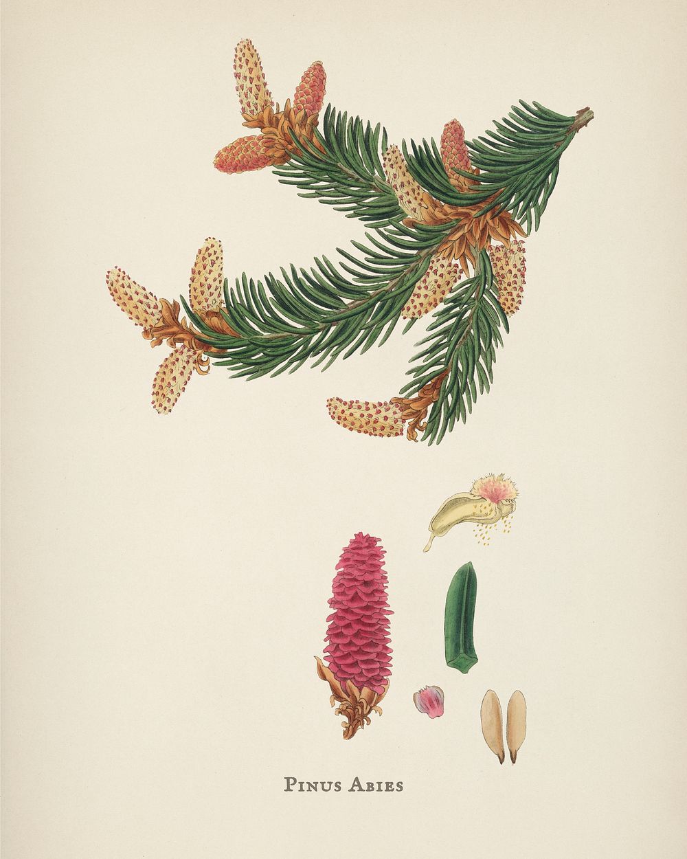 Norway spruce (Pinus Abies) illustration from Medical Botany (1836) by John Stephenson and James Morss Churchill.