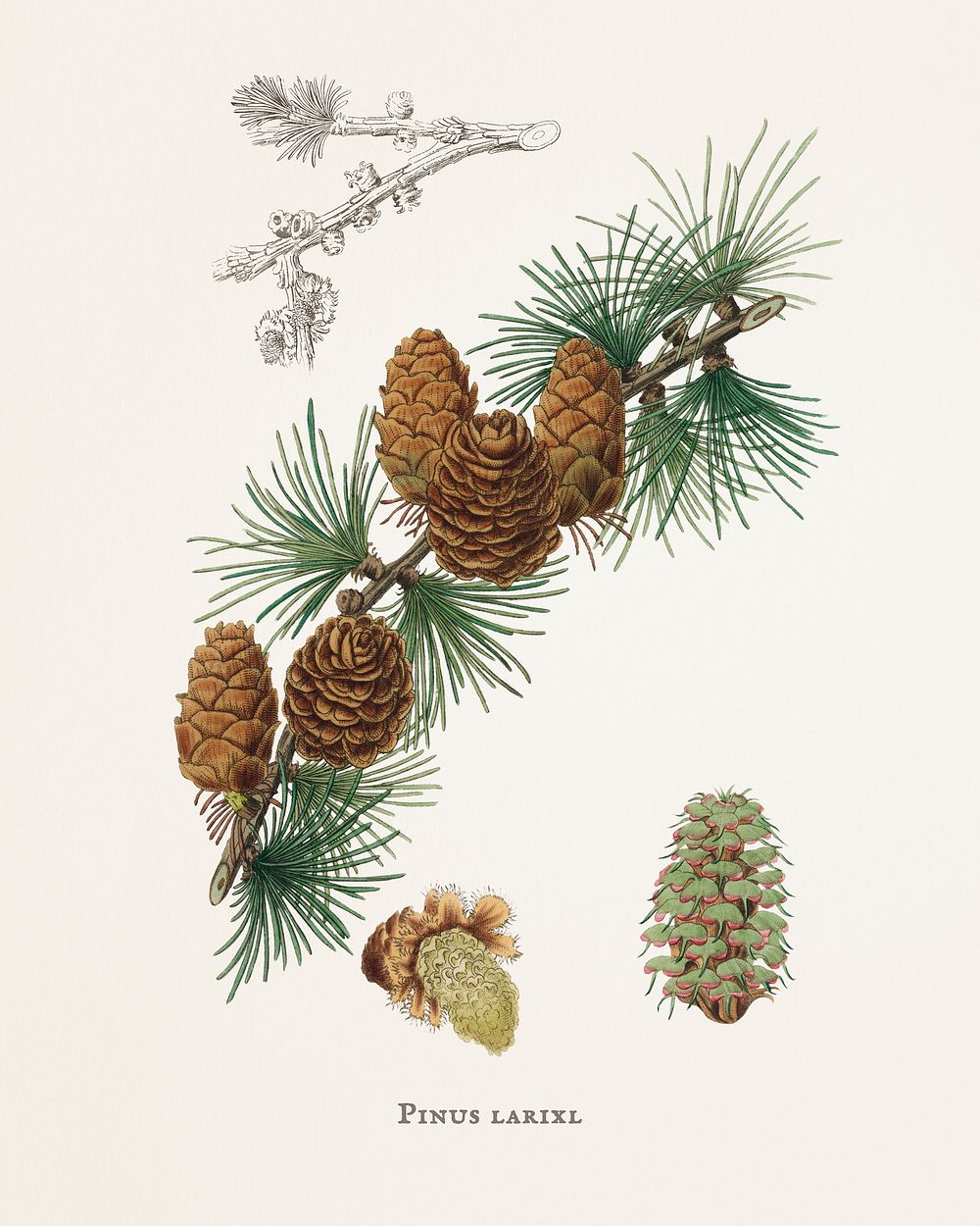 Linus larix illustration from Medical Botany (1836) by John Stephenson and James Morss Churchill.