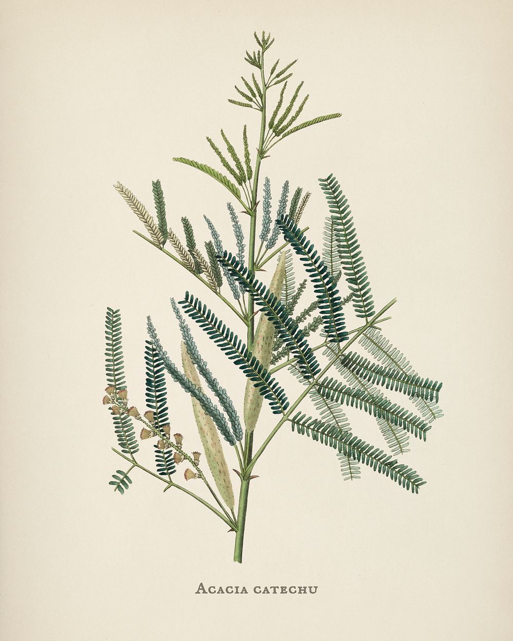 Mimosa catechu (Acacia catechu) illustration from Medical Botany (1836) by John Stephenson and James Morss Churchill.