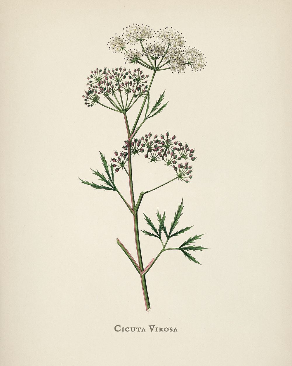 Cowbane (Cicuta virosa) illustration from Medical Botany (1836) by John Stephenson and James Morss Churchill.
