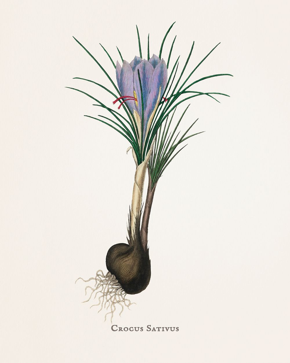 Saffron crocus (Crocus sativus) illustration from Medical Botany (1836) by John Stephenson and James Morss Churchill.