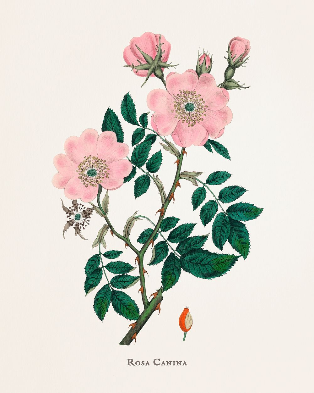 Dog rose (Rosa caninal) illustration from Medical Botany (1836) by John Stephenson and James Morss Churchill.