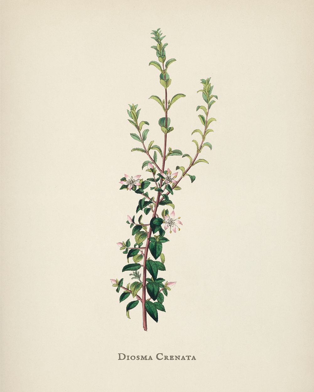 Diosma crenata illustration from Medical Botany (1836) by John Stephenson and James Morss Churchill.