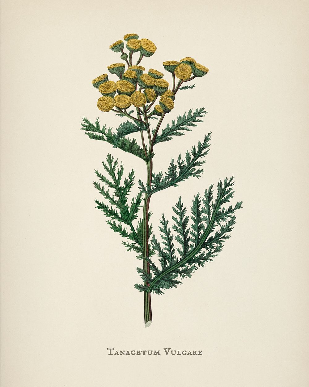 Tansy (Tanacetum vulgare) illustration from Medical Botany (1836) by John Stephenson and James Morss Churchill.
