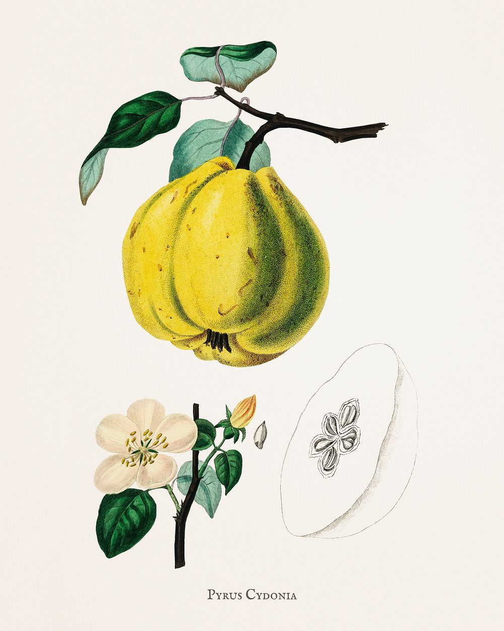 Quince (Pyrus cydonia) illustration from Medical Botany (1836) by John Stephenson and James Morss Churchill.