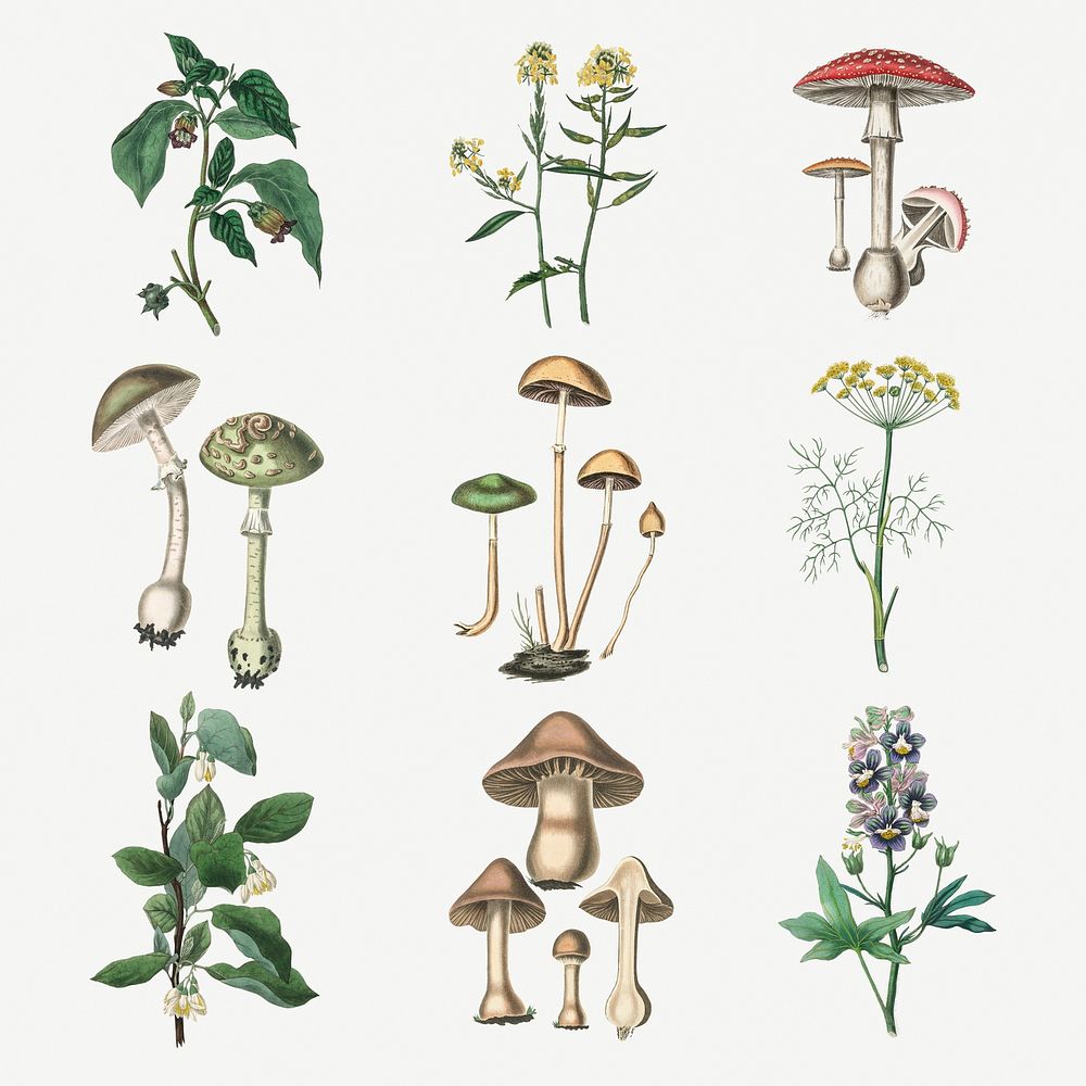 Leaves and mushrooms psd set vintage illustration
