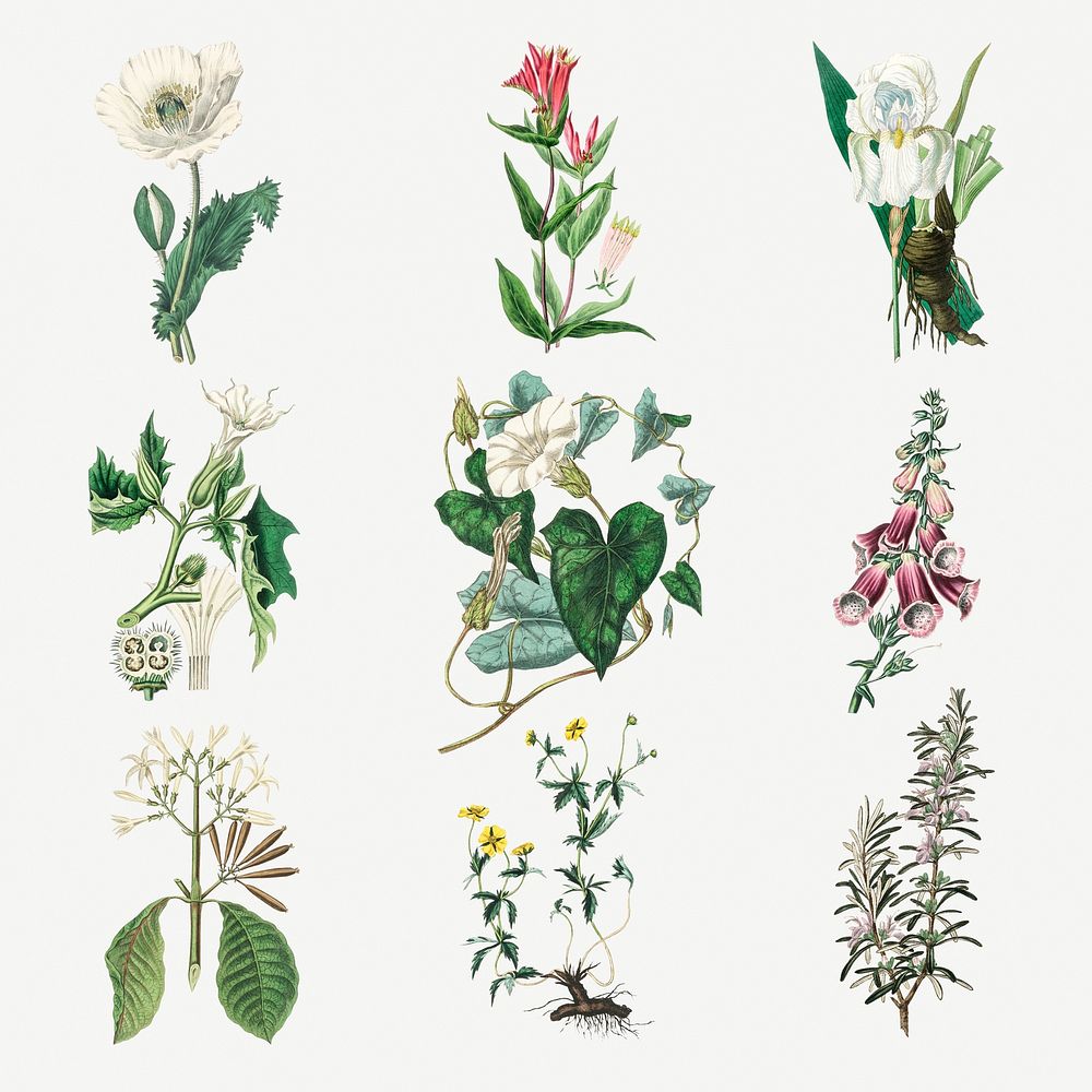 Colorful botany psd flowers illustration set