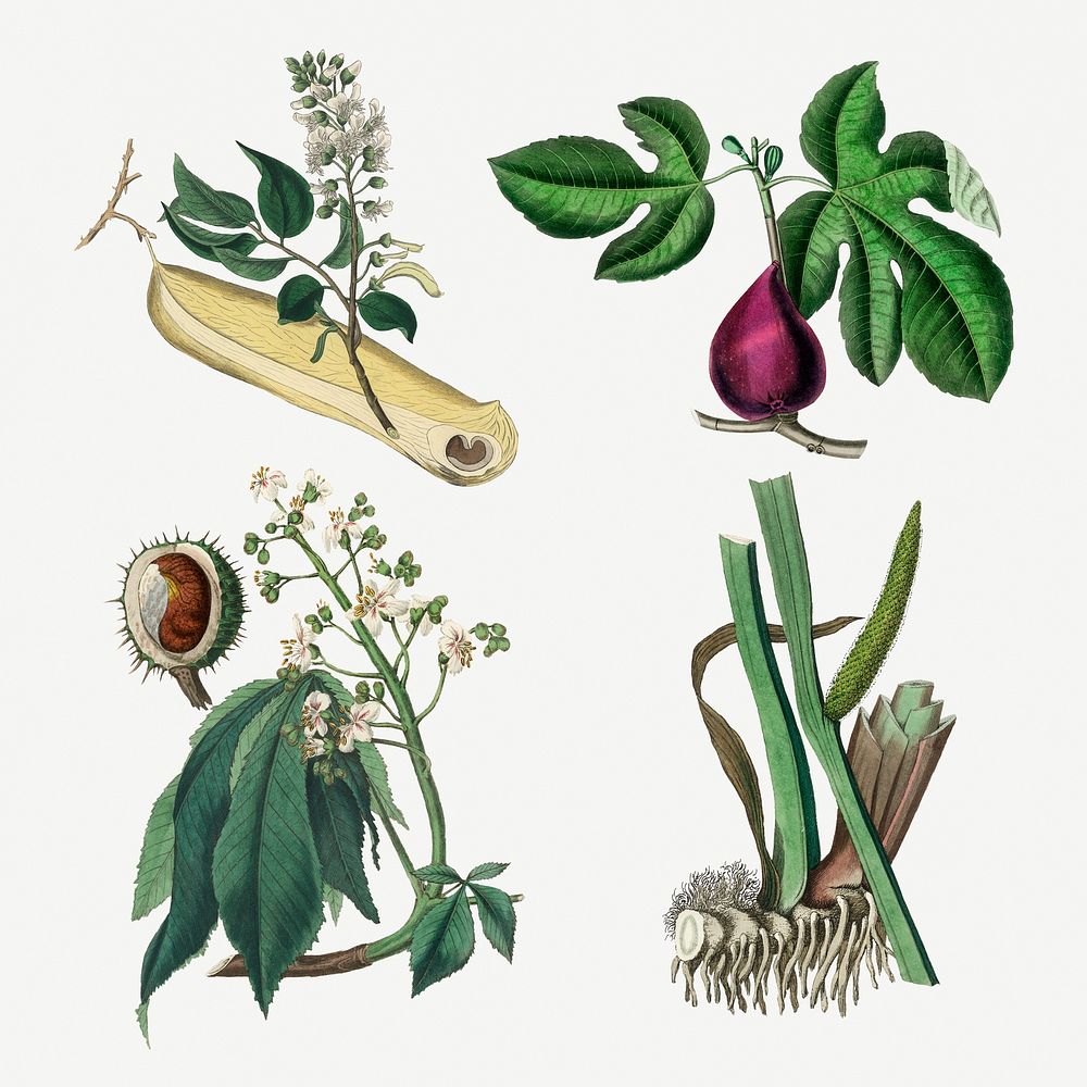 Colorful medical plant psd vintage illustration collection