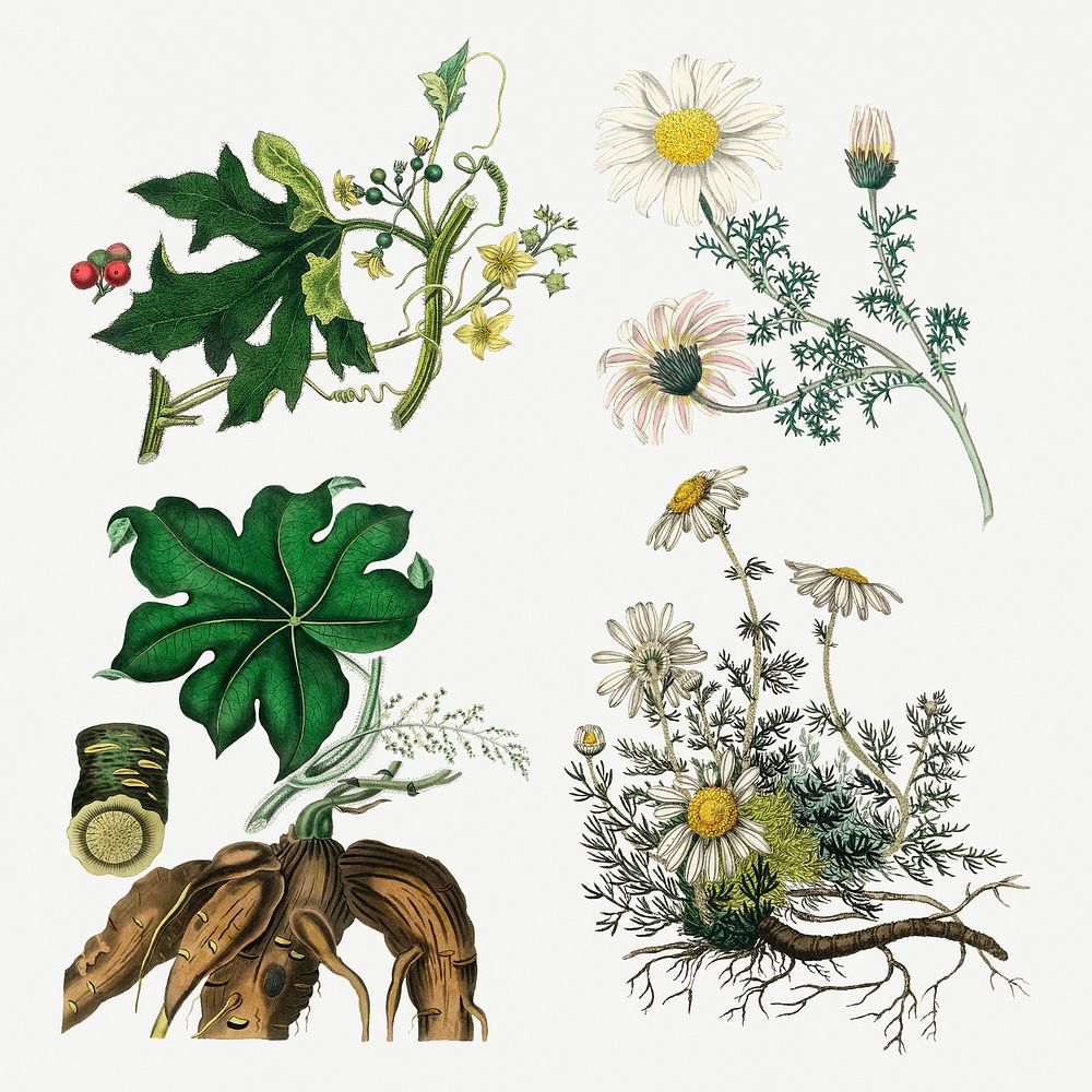 Botanical plant set vintage illustration