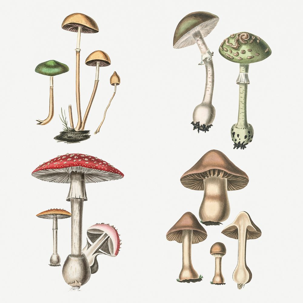Vintage botanical colorful mushrooms psd pack
