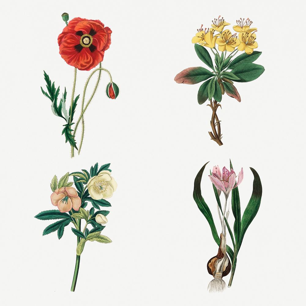 Botanical plant set vintage illustrations