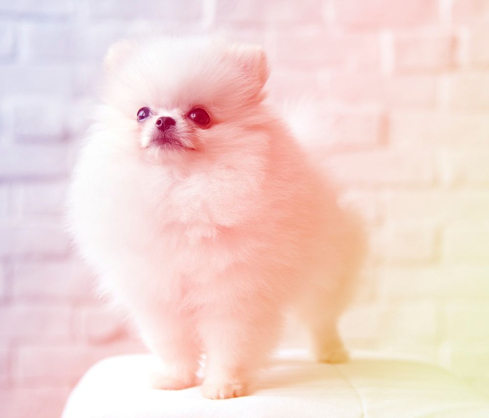 fluffy dog standing on brick wall background