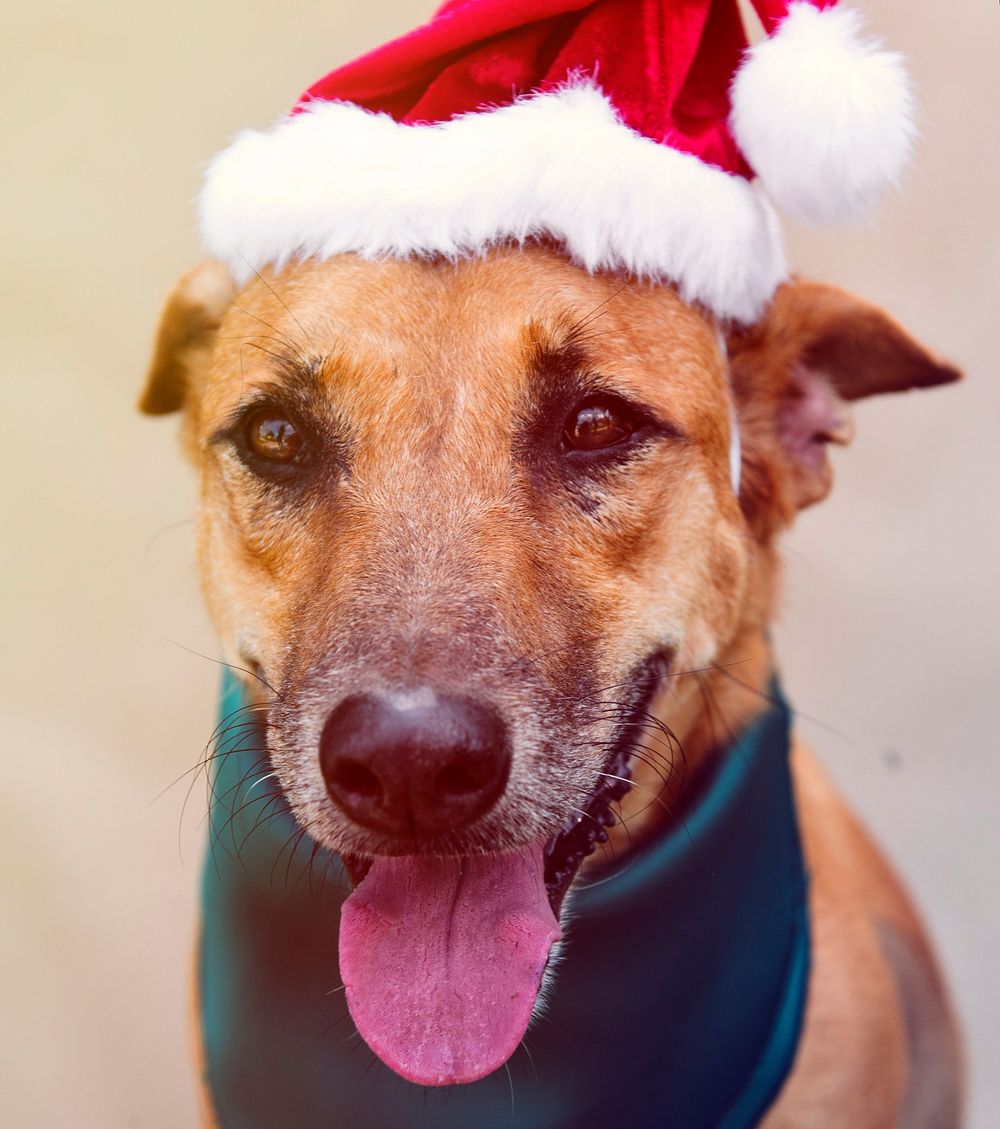 Dog Friend Cute Canine Smiling wearing christmas hat