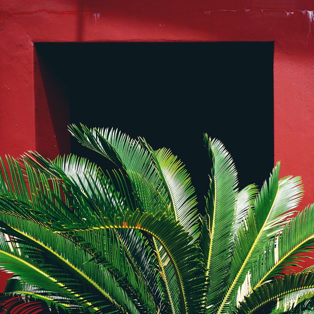 Beautiful greenery and a red wall