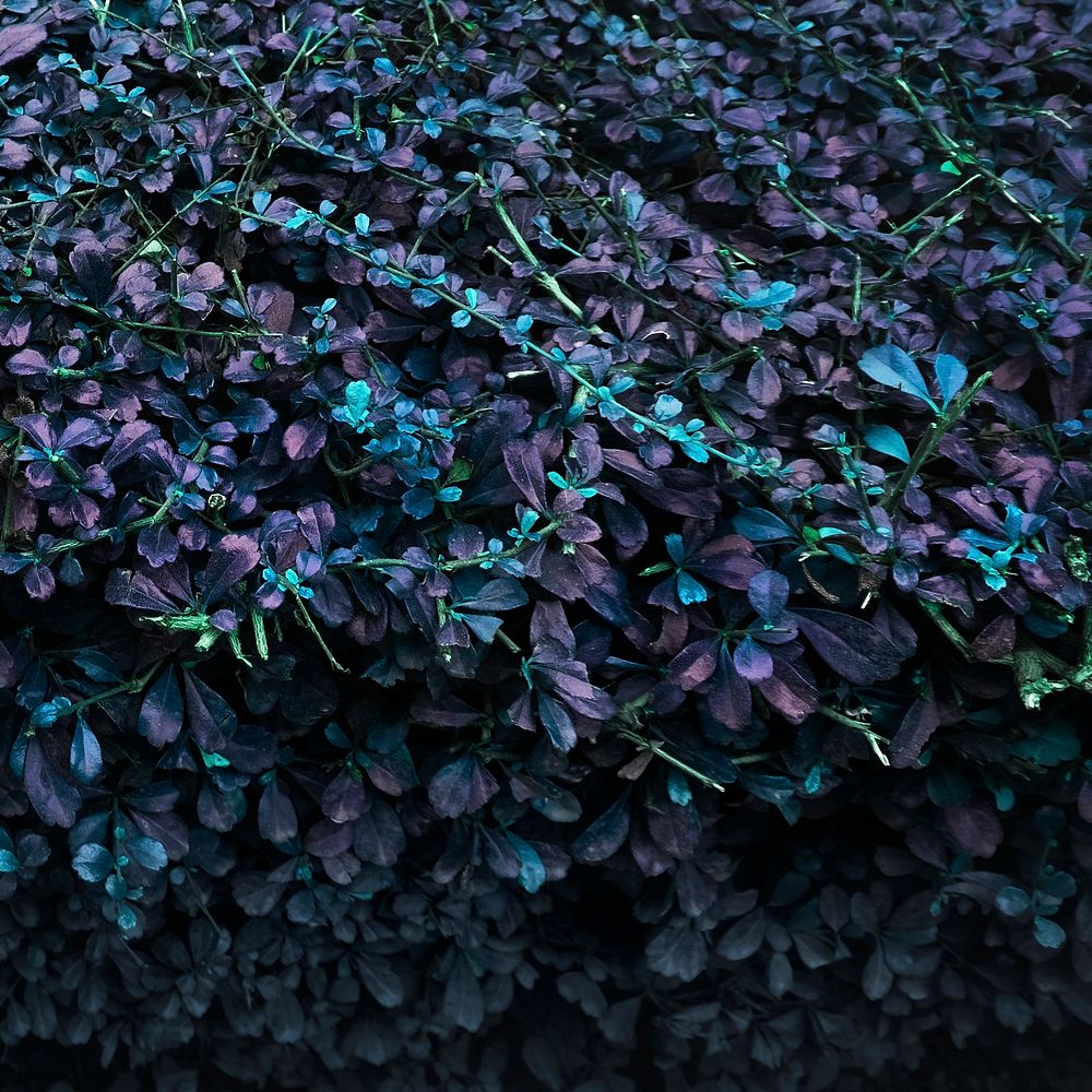 Closeup of plant leaves negative color
