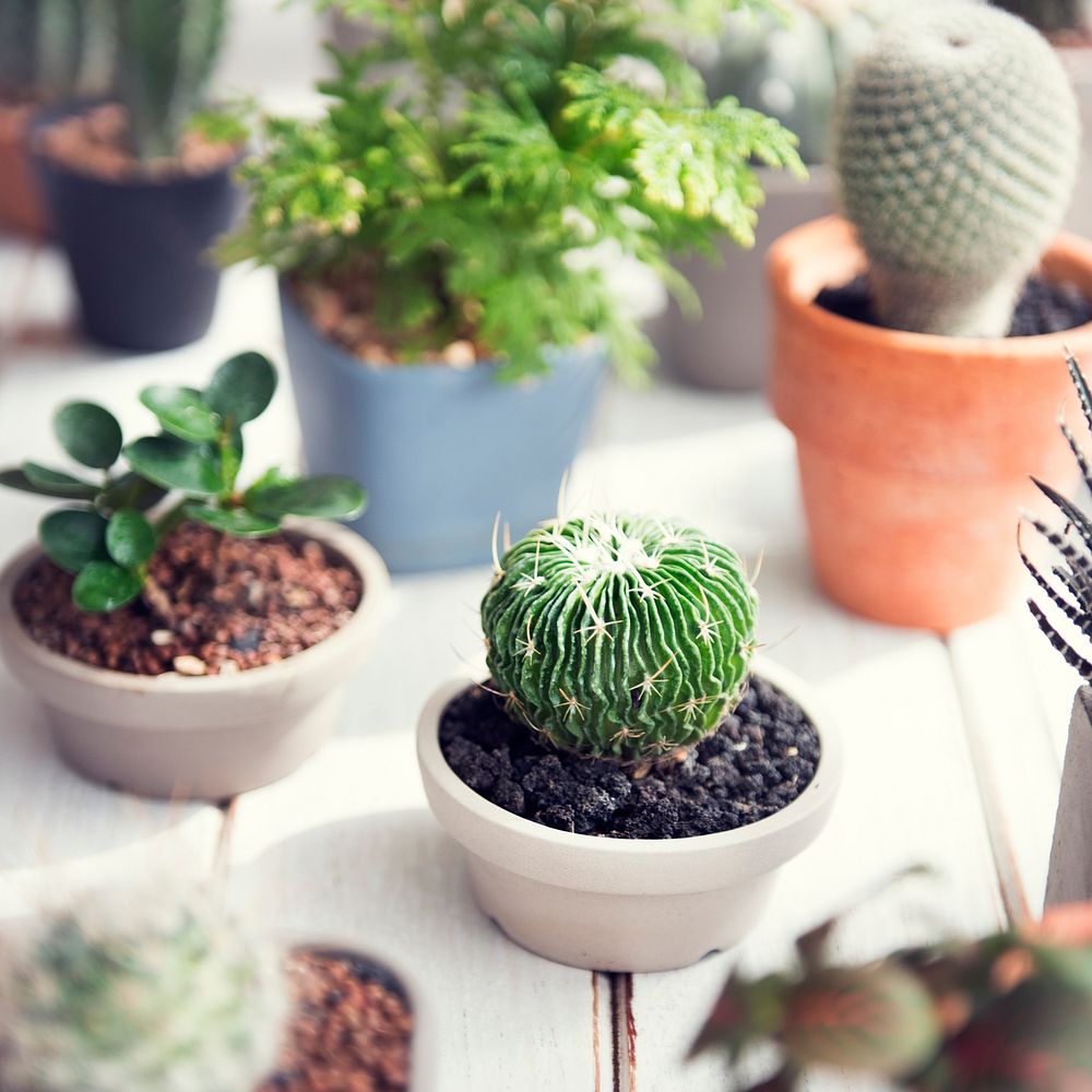 Closeup of houseplants on wooden table