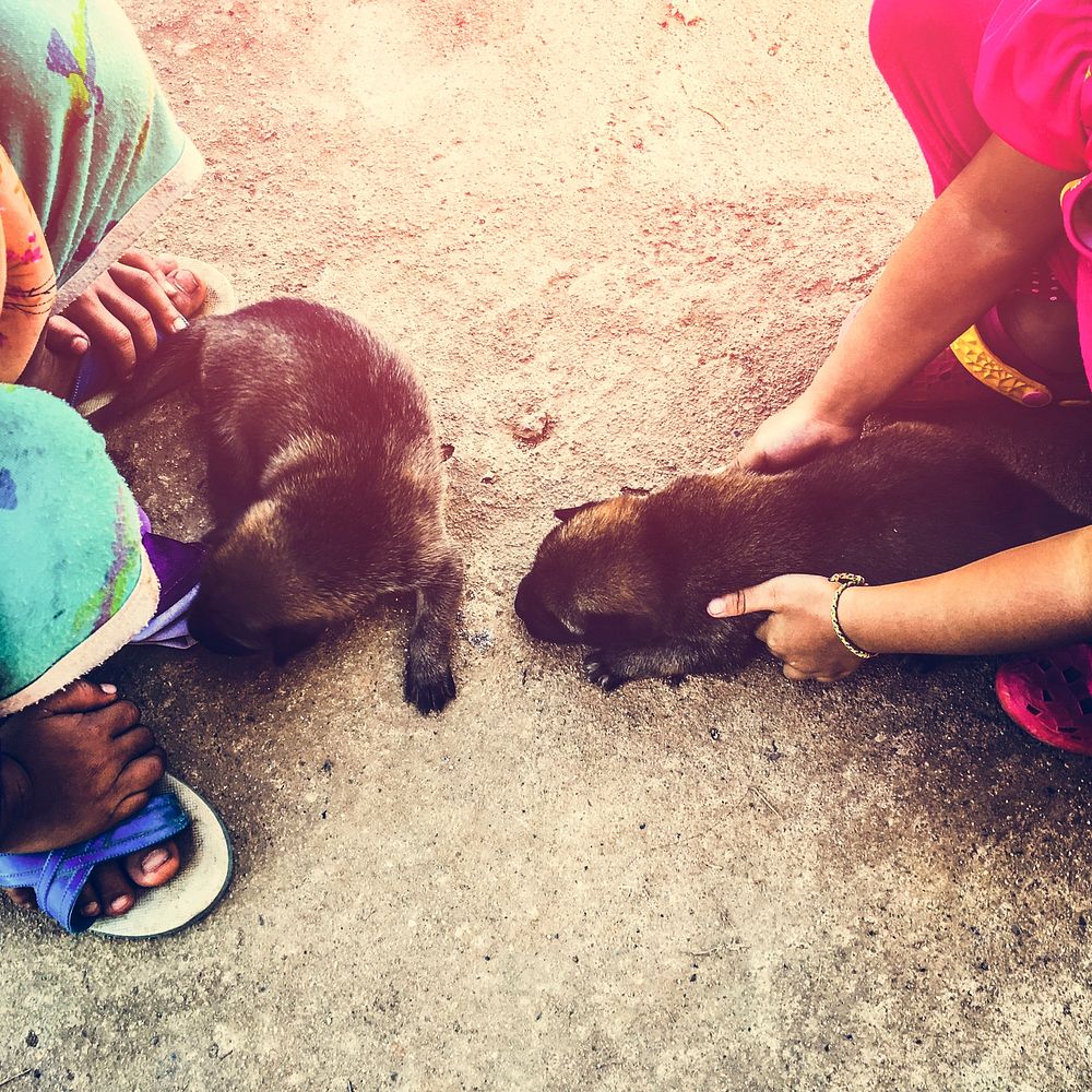 People Caring Puppy Street Cute