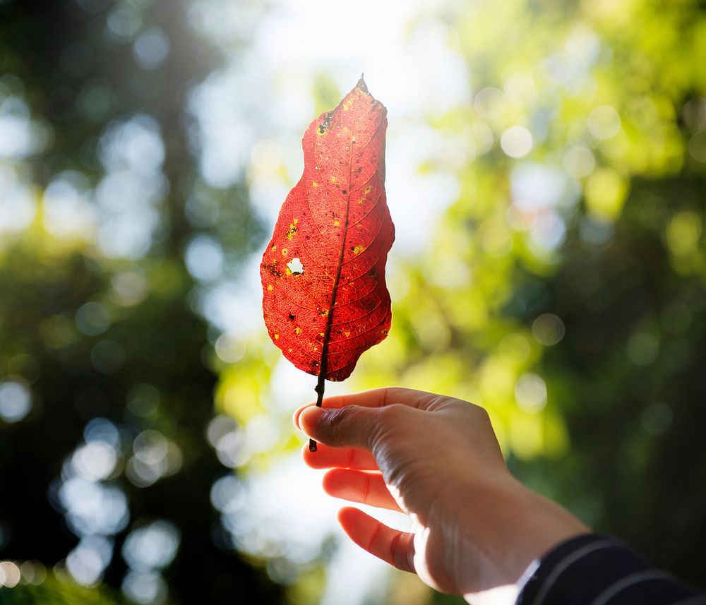 Woman holding a red leaf
