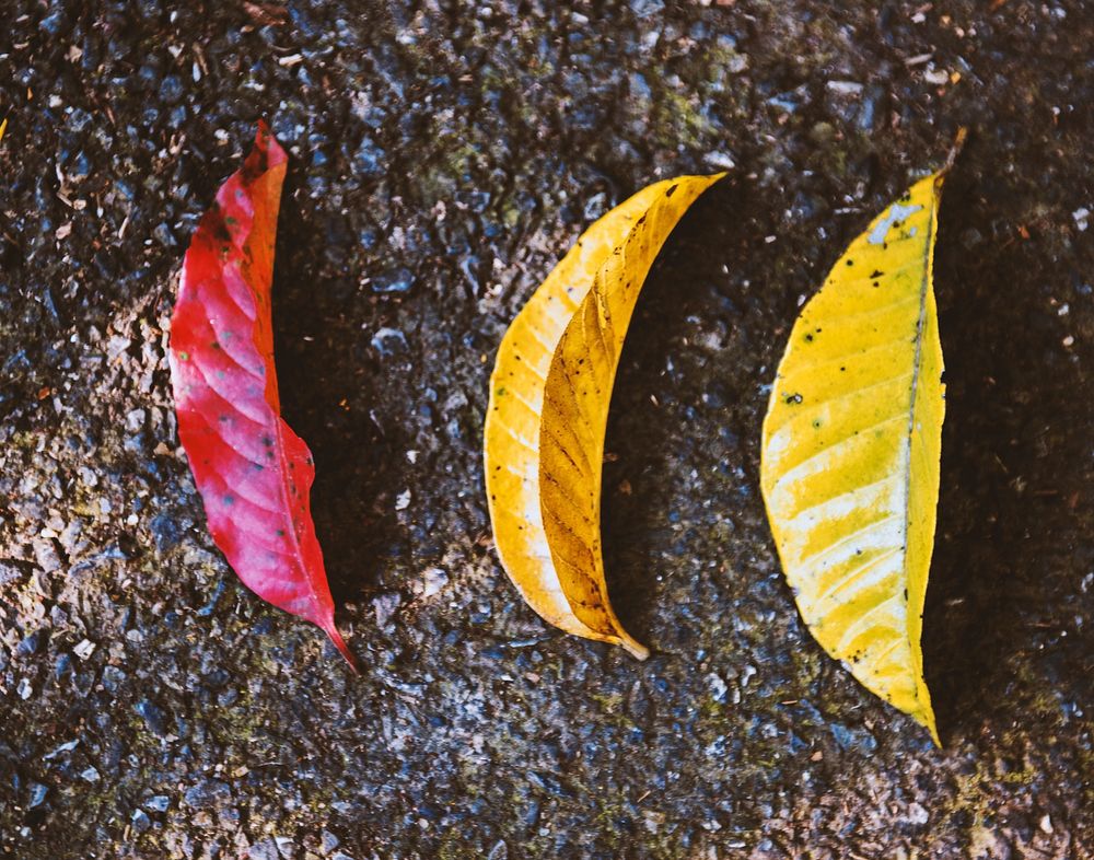 Colorful Beautiful Leaves on the Ground