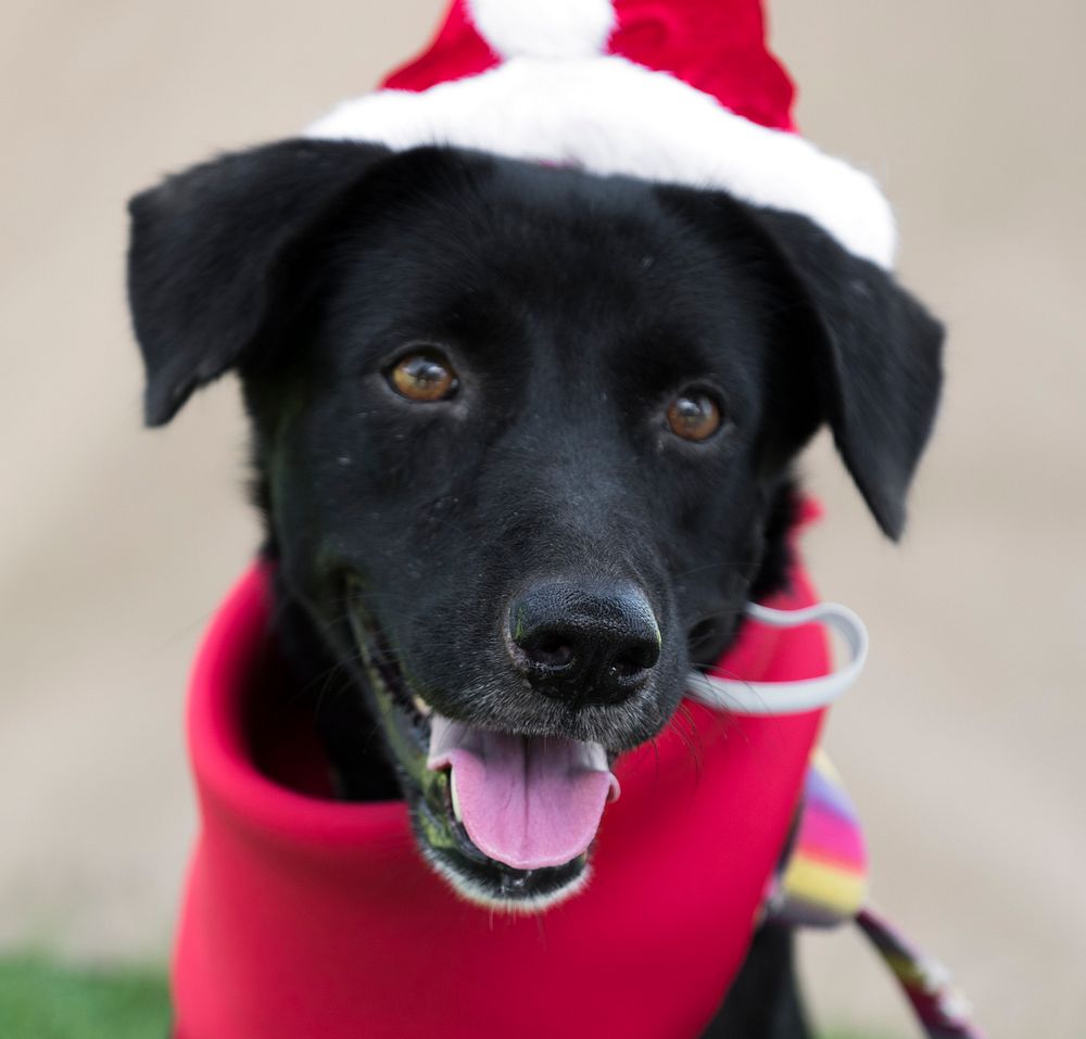 Cute black dog with Christmas hat