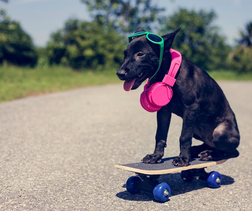 Dog Sunglasses Headphones Skateboard