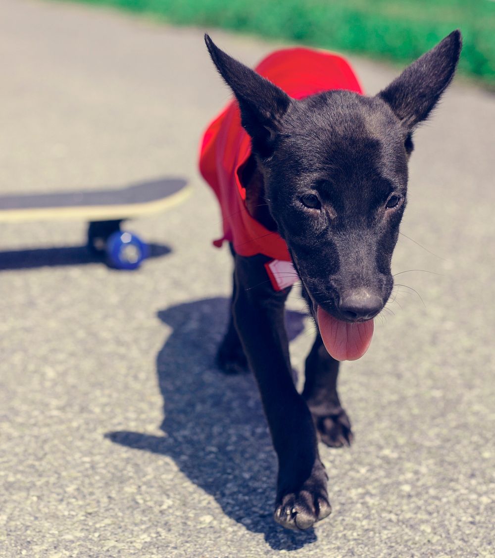 Dog Skateboard Street Mammal Costume Canine