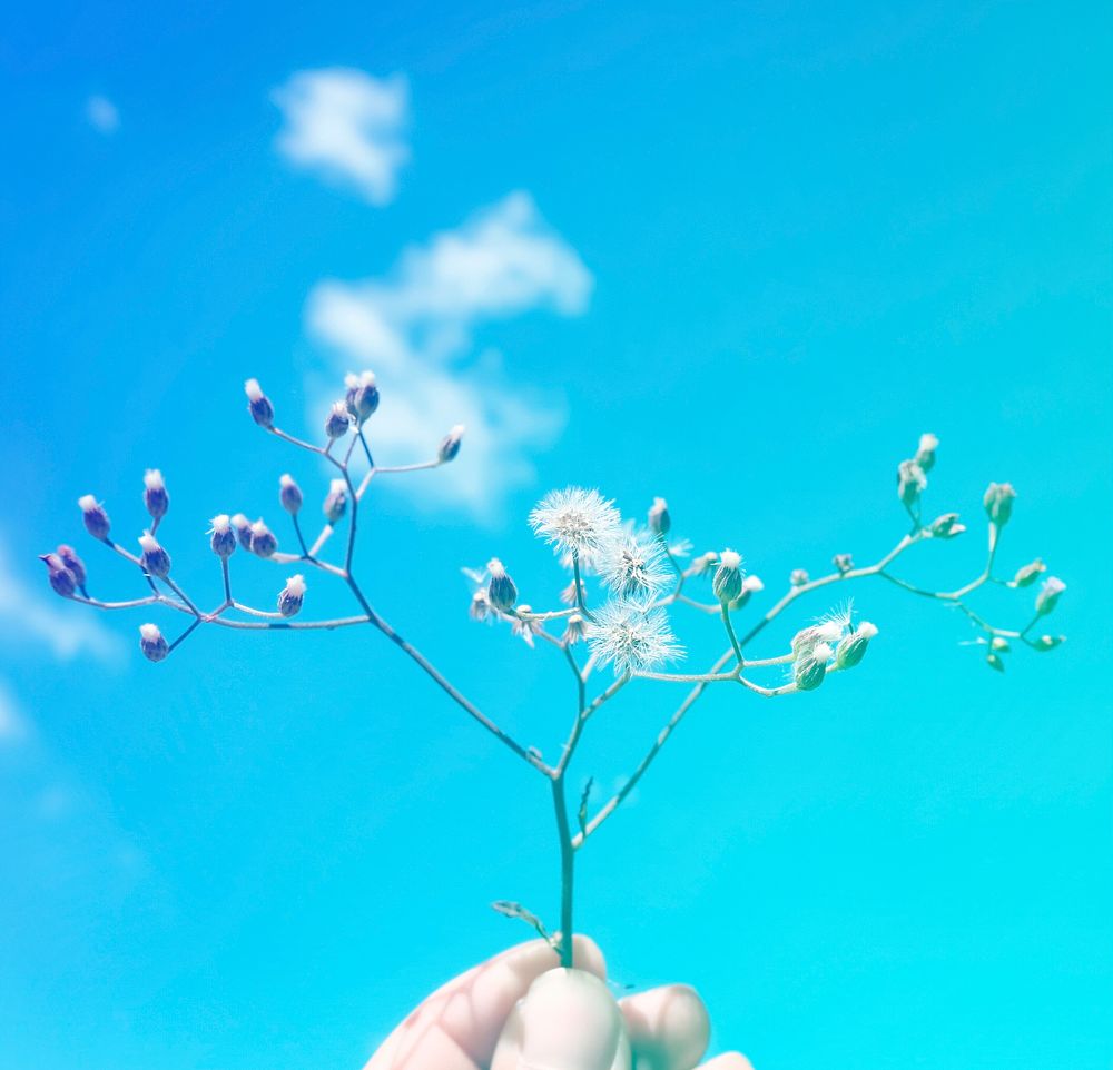 Hand Hold Show Small Flower Branches Up To Sky