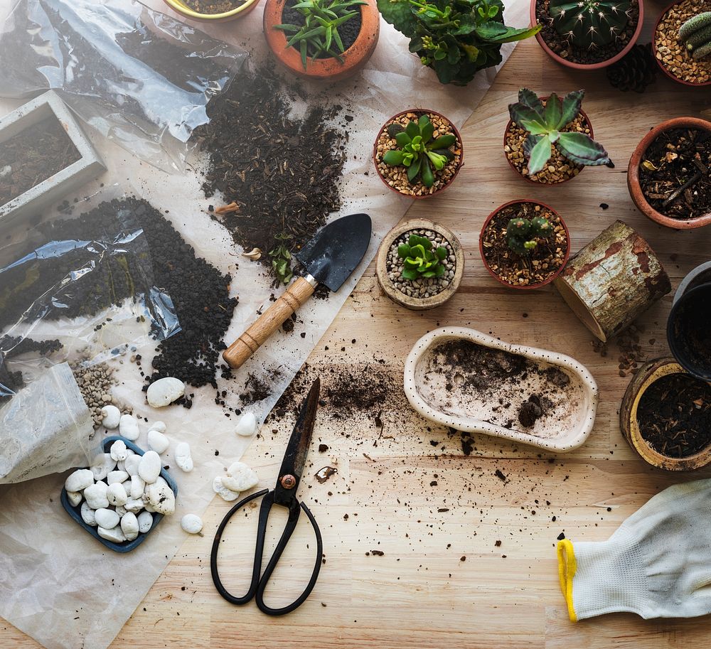 Planting Plants Cactuses Soil Stones On A Wooden Table