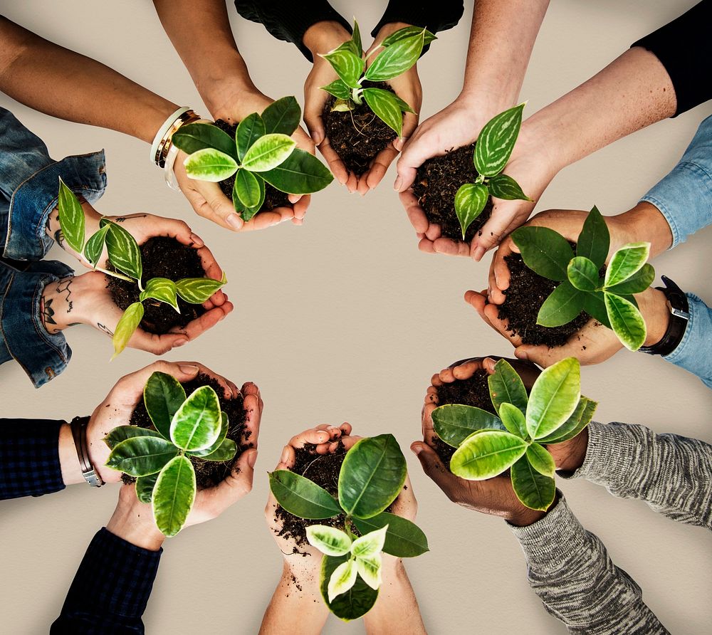 A circle of hands holding plant seedlings
