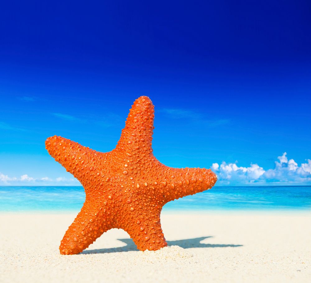 Starfish on a tropical beach.