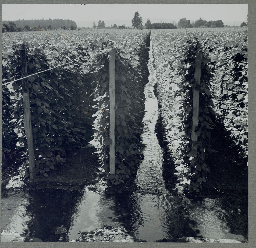 West Stayton (vicinity) Marion County, Ore. Migratory bean pickers. Beanfield, showing irrigation. Sourced from the Library…