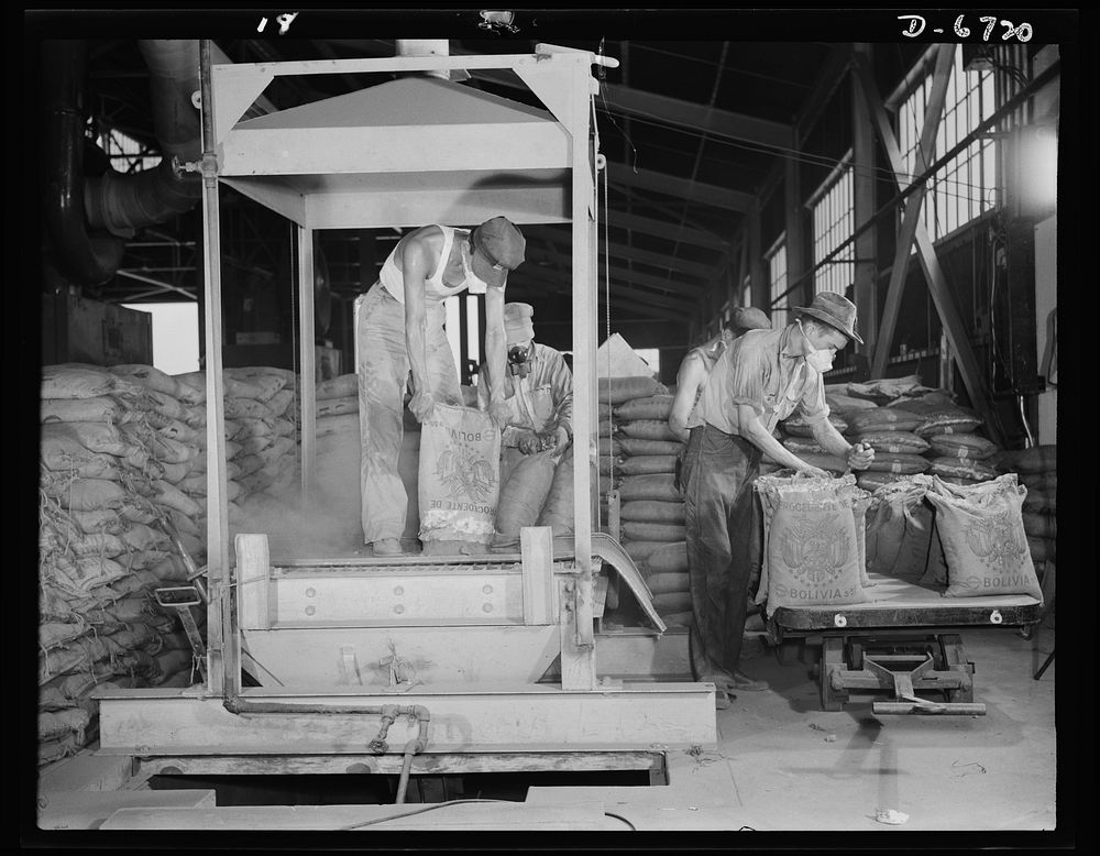 Production. Tin smelting. Emptying bags of raw tin ore from South America on a conveyor which feeds the crusher of a…