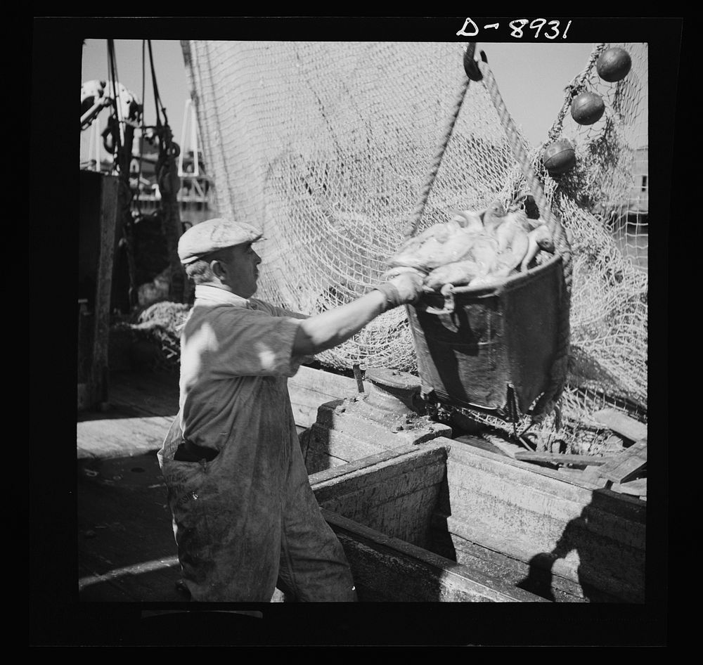 Victory food from American waters. The ship docked, canvas baskets filled with rosefish go ashore where they will be…