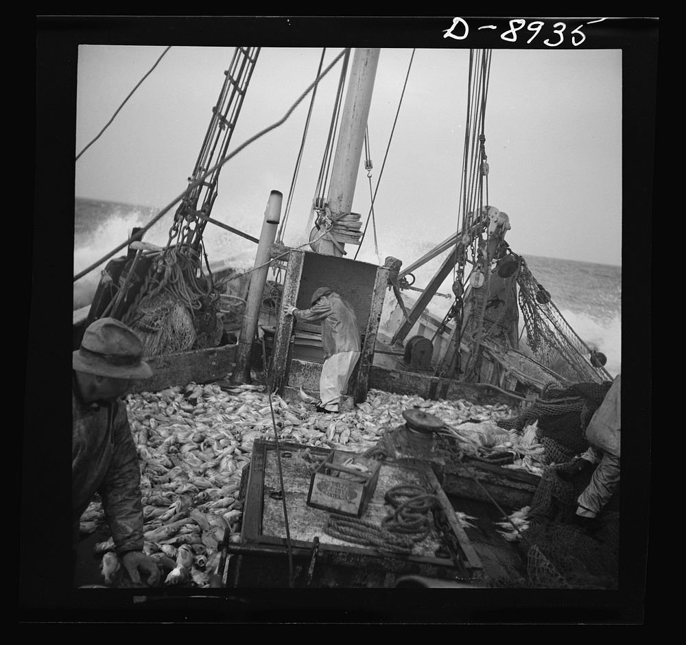Victory food from American waters. Striking good fishing grounds, fishermen load their boat with rosefish. Only a thin slice…