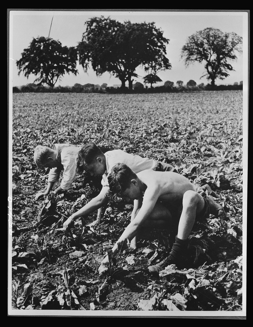 Food in Britain. These British lads from Benrose School, Derby, work thirty-nine hours a week to help in growing sugar…