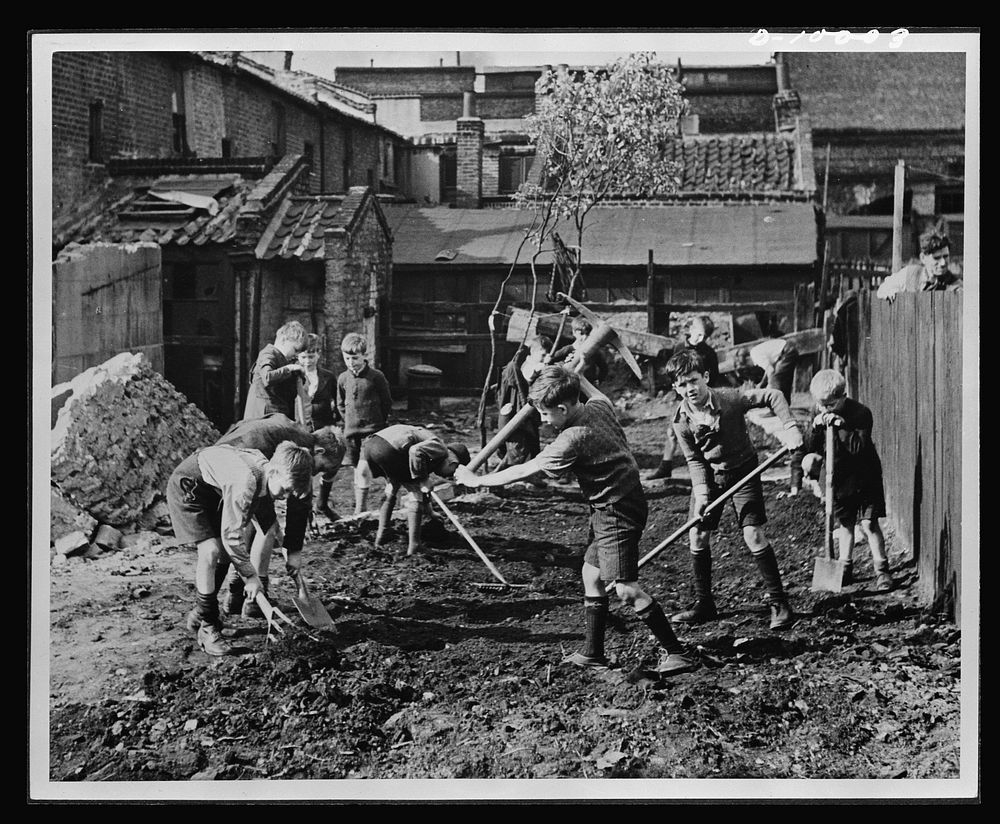Food in England. Boys' club members clear away the debris from a bombed area in England prepare the land for vegetable…