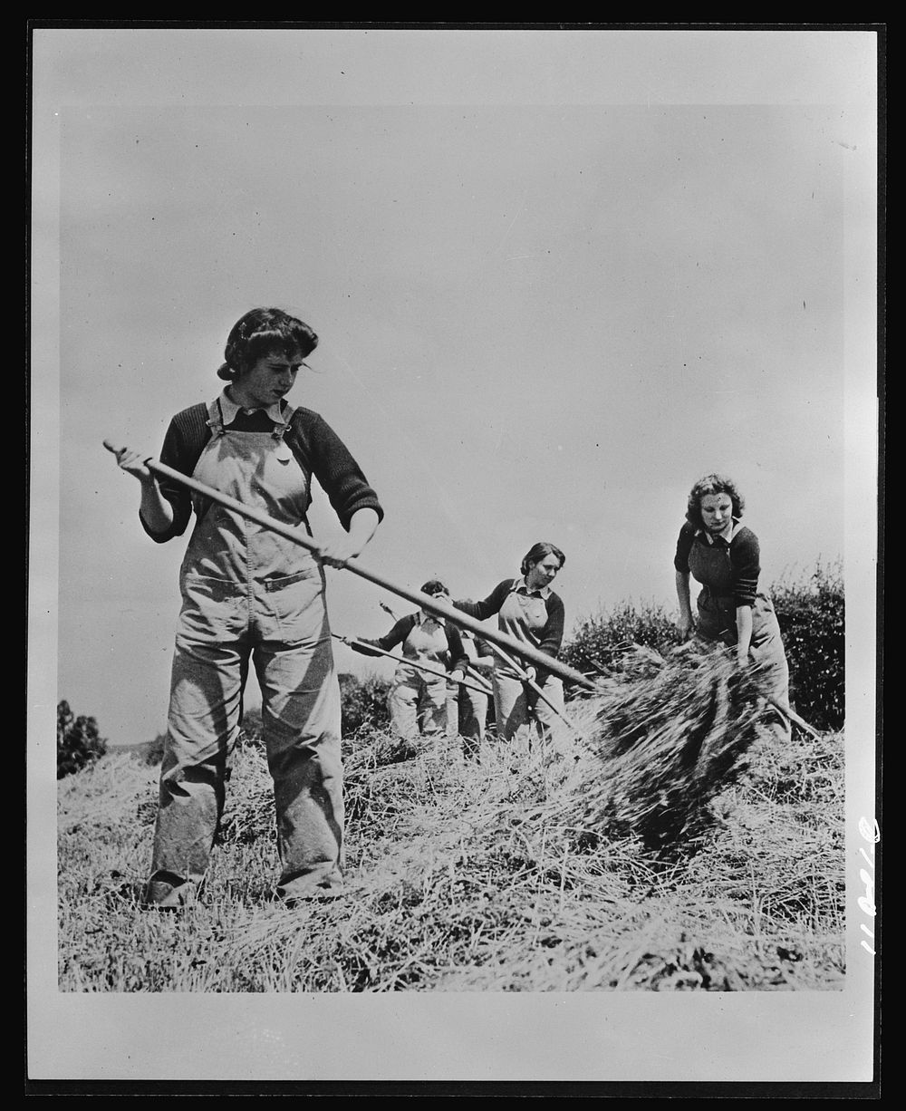 Food in England. The British Women's Land Army swings into action. Shown here at haymaking, these typists, clerks and…