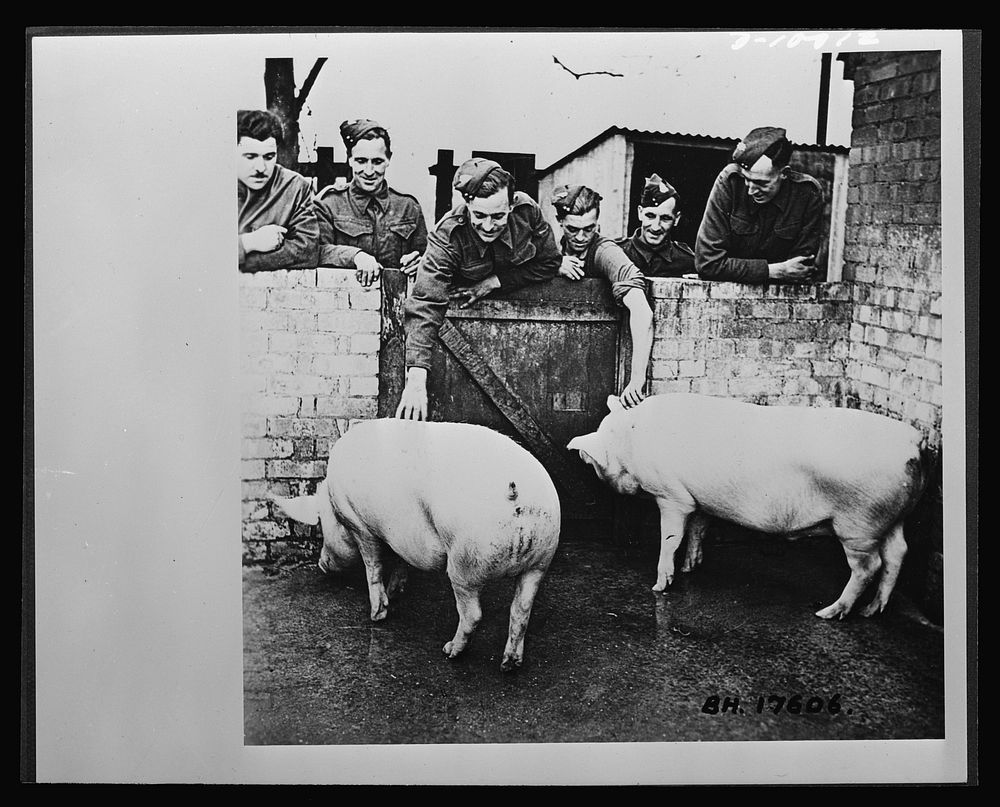 Food in England. Pig clubs in England have added thousands of pounds of pork to scant British rations. Even these Tommies…