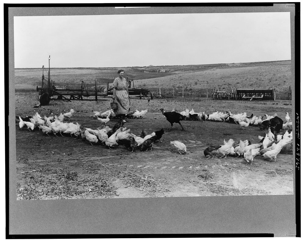 Mrs. Schoenfeldt feeding her flock of chickens. She is wife of FSA (Farm Security Administration) client in Sheridan County…